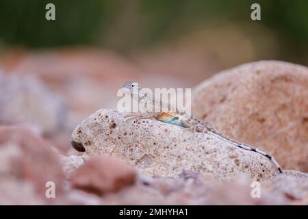 Chihuahuan Greater Earless Lizard, Chupadera Mountains, Nouveau-Mexique, États-Unis. Banque D'Images