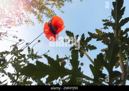 coléoptère de cerf sur la vue du fond du coquelicot rouge Banque D'Images