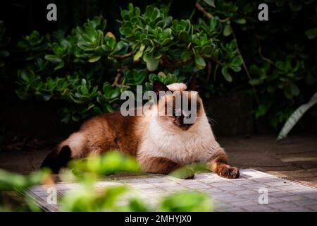 Chat siamois mignon, endormi à l'extérieur avec végétation verte, animaux félins. Banque D'Images