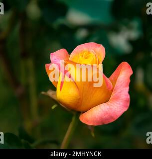 Ouverture du bourgeon de fleur d'une belle rose bicolore Banque D'Images