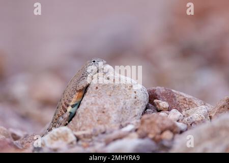 Chihuahuan Greater Earless Lizard, Chupadera Mountains, Nouveau-Mexique, États-Unis. Banque D'Images