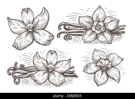 Ensemble de gousses de vanille et de fleurs d'orchidée. Croquis épicé de Vanillas. Herbe de ligne dessinée à la main, feuilles illustration vectorielle Illustration de Vecteur