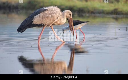 Cigogne asiatique à bec ouvert pataugant dans les eaux peu profondes à la recherche de nourriture dans une réserve forestière du Karnataka, en Inde Banque D'Images