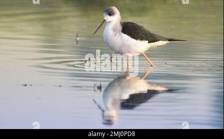 Pilotis à ailes noires pataugant dans l'eau des marais à la recherche de nourriture Banque D'Images