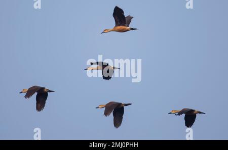 Des canards sifflants, qui sont des oiseaux migrateurs, sont vus en vol dans une réserve faunique en Inde Banque D'Images