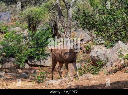 Cerf sambar dans la forêt de Bannerghatta, Karnataka, Inde Banque D'Images
