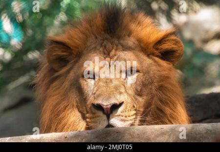 Lion indien en gros plan, repéré dans la forêt de Bannerghatta dans le Karnataka, en Inde Banque D'Images