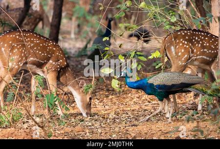 Le paon indien pèle parmi un troupeau de cerfs tachetés dans la forêt de Bannerghatta dans le Karnataka en Inde Banque D'Images