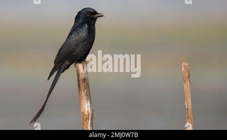 Oiseau noir Drongo assis sur un poteau en bambou en vue rapprochée. Banque D'Images