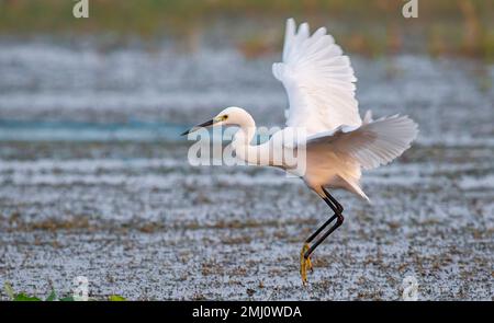 Oiseau d'aigrette blanche volant près d'un marais forestier en vue rapprochée. Banque D'Images