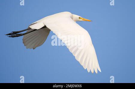 Oiseau d'aigrette blanche en vol en vue rapprochée contre un ciel bleu Banque D'Images