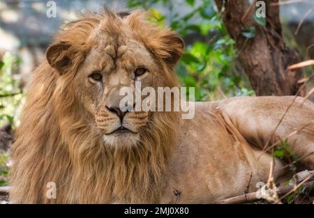 Lion indien en gros plan, repéré dans la forêt de Bannerghatta dans le Karnataka, en Inde Banque D'Images