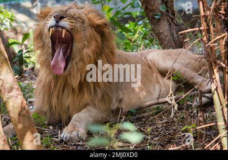 Lion indien en gros plan, repéré dans la forêt de Bannerghatta dans le Karnataka, en Inde Banque D'Images