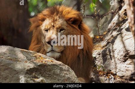 Lion indien en gros plan, repéré dans la forêt de Bannerghatta dans le Karnataka, en Inde Banque D'Images