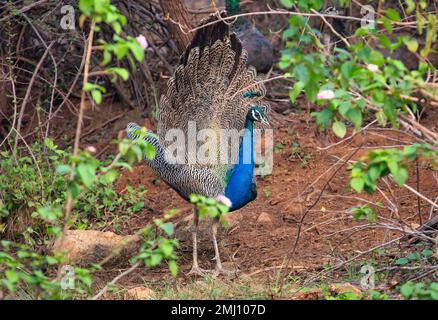 Oiseau de paon indien paissant dans la nature sauvage de la forêt nationale de Bannerghatta Banque D'Images