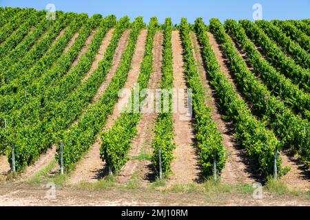 Vermentino sarde Vineyard - Plants de vigne dans les lignes de plus en plus sous un soleil chaud d'Arzachena, Sardaigne, Italie. Banque D'Images