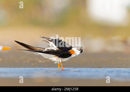 Un skimmer noir américain (Rynchops niger) reposant et préentant sur la plage. Banque D'Images