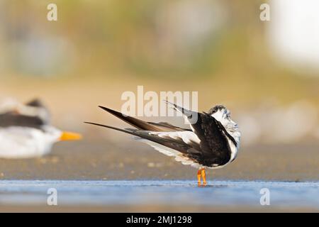 Un skimmer noir américain (Rynchops niger) reposant et préentant sur la plage. Banque D'Images