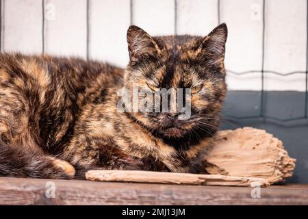 Chat mignon endormi, à la ferme, à l'extérieur au soleil. Banque D'Images