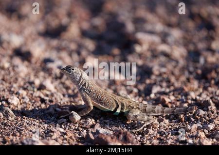 Chihuahuan Greater Earless Lizard, Chupadera Mountains, Nouveau-Mexique, États-Unis. Banque D'Images