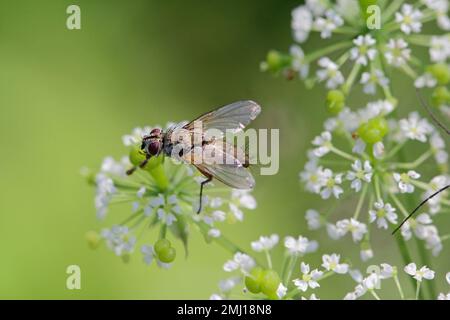 Mouche tachinide (Tachinidae sp). Parasitoïdes d'autres insectes. Les larves contrôlent les ravageurs des plantes. Une mouche sur une fleur. Banque D'Images