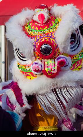 Angleterre, East Sussex, Hove, Portland Road, Dragon Dance à l'extérieur de la boutique Asiana pour le nouvel an chinois 2023, l'année du lapin. Banque D'Images