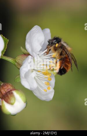Red Mason Bee, Osmia rufa, Megachilidae, Apoidea, Apocrita, Hyménoptères. Se nourrissant, pollinisant la fleur de cerisier dans le verger au printemps. Banque D'Images