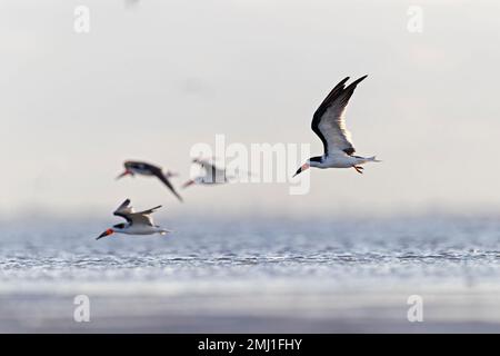 Un troupeau de skimmer noirs (Rynchops niger) en vol sur la côte. Banque D'Images