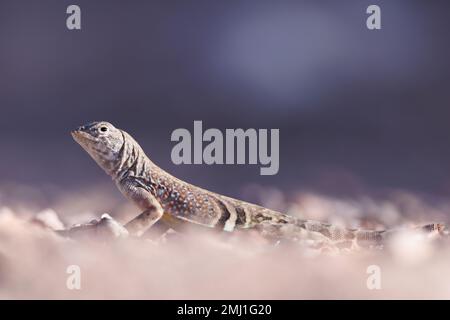 Chihuahuan Greater Earless Lizard, Chupadera Mountains, Nouveau-Mexique, États-Unis. Banque D'Images