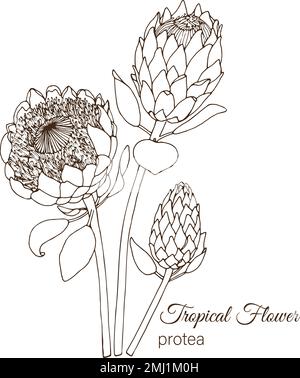 Illustration vectorielle de fleurs tropicales isolées sur fond blanc. protea dessiné à la main. Contour floral. Page de coloriage. Style d'esquisse. Motif tropique ele Illustration de Vecteur