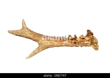 antler - une corne de cerf de virginie isolée sur fond blanc Banque D'Images