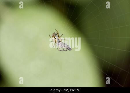 Insecte, proie attrapée par l'araignée dans la toile dans le jardin. Banque D'Images