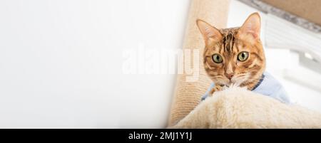 Un chat Bengale adulte en vêtements repose sur un grattoir. Copier l'espace. Banque D'Images