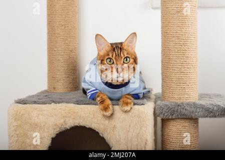 Un chat Bengale adulte en vêtements repose sur un grattoir. Banque D'Images