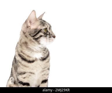 Studio de tournage de chats Bengale rosace de couleur sur fond argent, blanc Banque D'Images