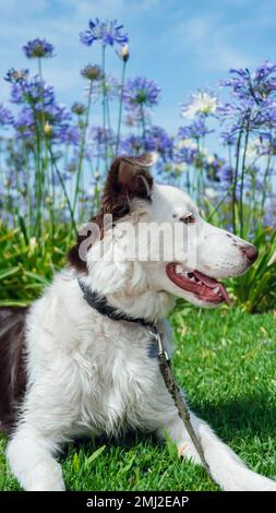 portrait vertical de la bordure de collie chiot avec la fourrure blanche et brune, jouant couché sur l'herbe attentivement observant son propriétaire qui l'appelle, avec Banque D'Images