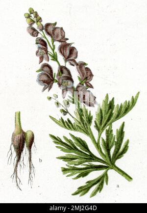 le capot de monk Aconitum napellus, (Health book, 1920), Blauer Eisenhut Banque D'Images