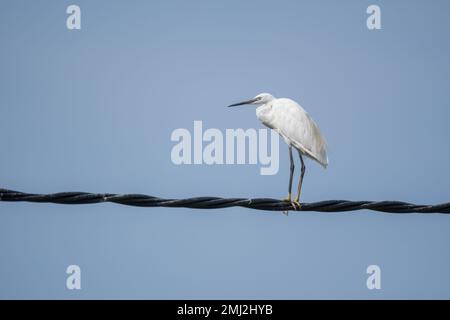 Petite aigrette, Egretta garzetta, perchée sur un fil électrique. Delta de l'Ebro, Catalogne, Espagne Banque D'Images