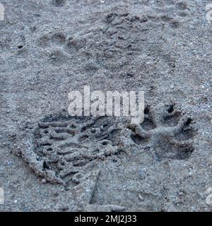 Empreintes de chiens dans la boue fraîche avec celles de la semelle de son propriétaire Banque D'Images