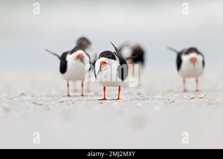 Un skimmer noir américain (Rynchops niger) reposant et préentant sur la plage. Banque D'Images