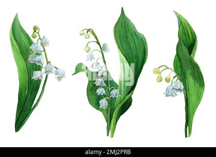 Nénuphars de la vallée, fleurs blanches et feuilles vertes isolées. Botanique Illustration de la première fleur de printemps dans le style naturel. Banque D'Images