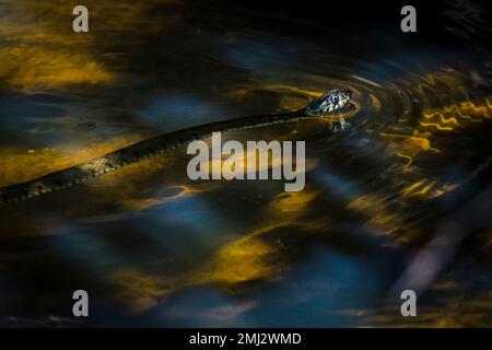 la couleuvre d'herbe tourbillonne sur la surface de l'eau, point de lumière sur le sol de l'eau Banque D'Images