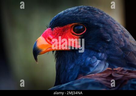 Bateleur, captif, Bateleur Eagle (Terathopius ecaudatus), portrait, Bird Park, Adlerwarte Berlebeck, Detmold, Rhénanie-du-Nord-Westphalie, Allemagne Banque D'Images