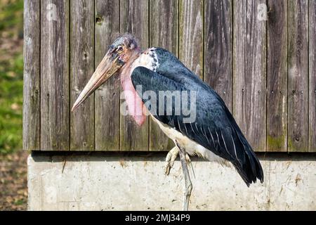 Marabout (Leptoptilos crumeniferus) debout sur une jambe, captif, parc ornithologique, Adlerwarte Berlebeck, Detmold, Rhénanie-du-Nord-Westphalie, Allemagne Banque D'Images