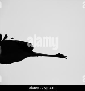 White Stork (Ciconia ciconia), gros plan des jambes en vol, silhouette sur fond gris, photo noir et blanc, Allemagne Banque D'Images