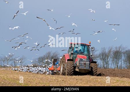 Goélands suivant le tracteur avec une charrue, labourant le champ au printemps. Le labour perturbe les insectes et les vers exposés par la charrue, nourriture pour les mouettes Banque D'Images