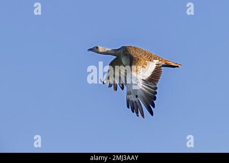 La grande butarde (Otis tarda) femelle en vol au printemps est parmi les animaux volants vivants les plus lourds Banque D'Images