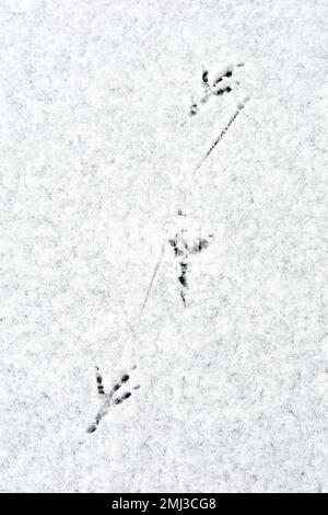 Gros plan sur les pistes laissées par un gros oiseau dans une fine couche de neige fraîchement tombée. Banque D'Images