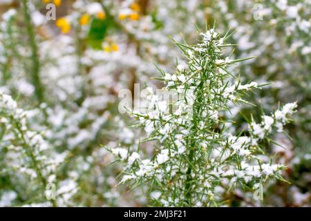 Gorse, Furze, Whin ou Whins (ulex europaeus), gros plan montrant les tiges épineuses du grand arbuste recouvert d'une légère poussière de neige Banque D'Images