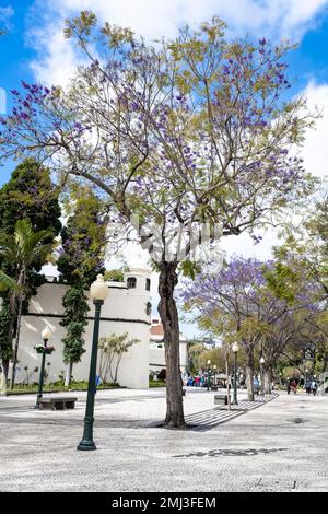 Avenida Arriaga, Promenade Centre ville, Vieille ville avec, Funchal, Madère, Portugal Banque D'Images